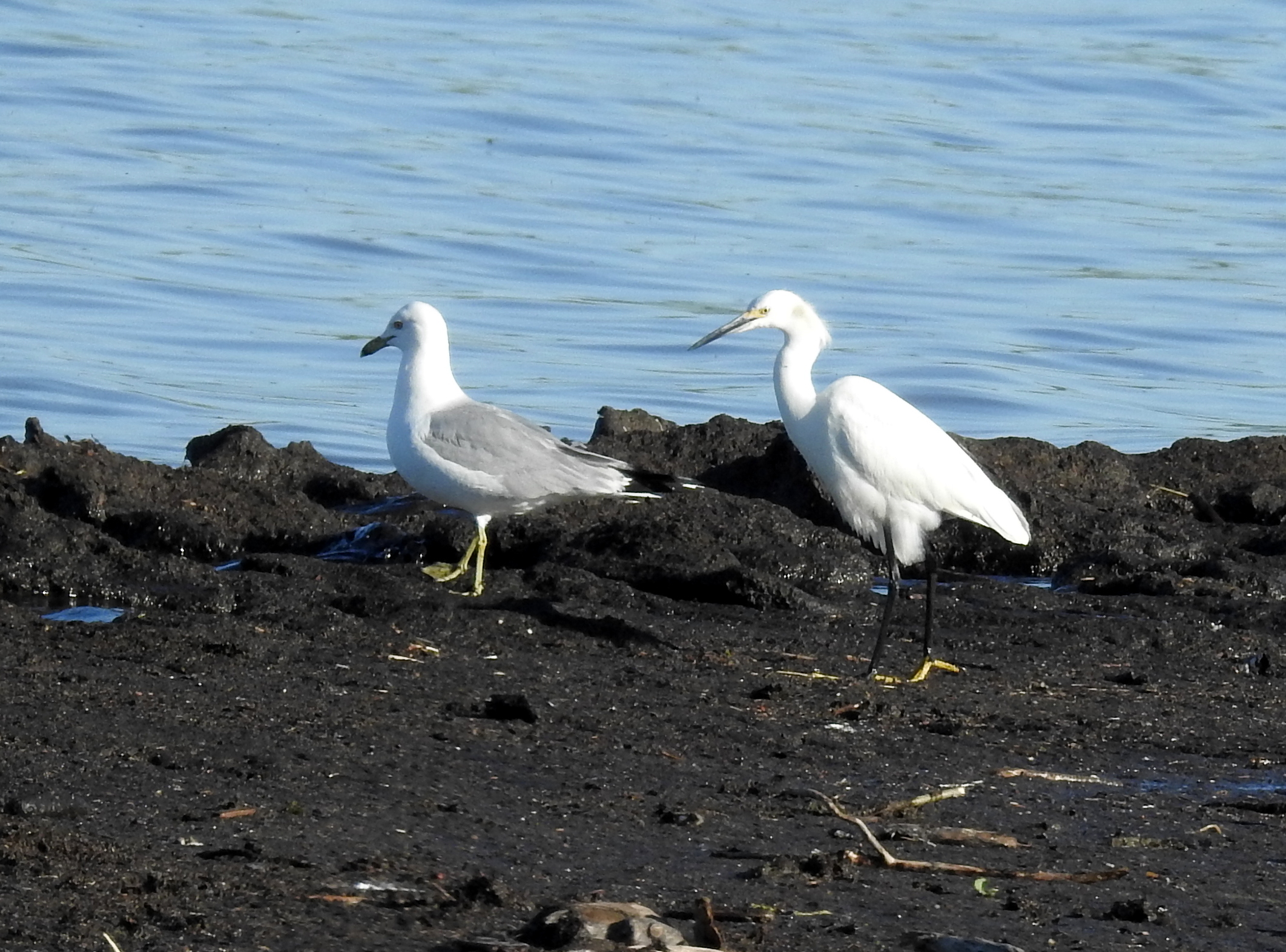 A flock of seagulls standing next to a body of waterDescription automatically generated